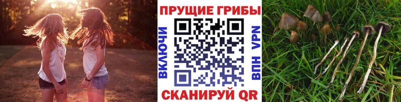 Псилоцибиновые грибы GOLDEN TEACHER  hydra как войти  Белореченск 